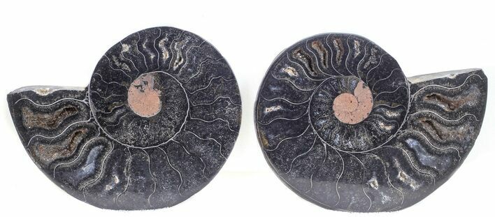 Split Black/Orange Ammonite Pair - Unusual Coloration #55574